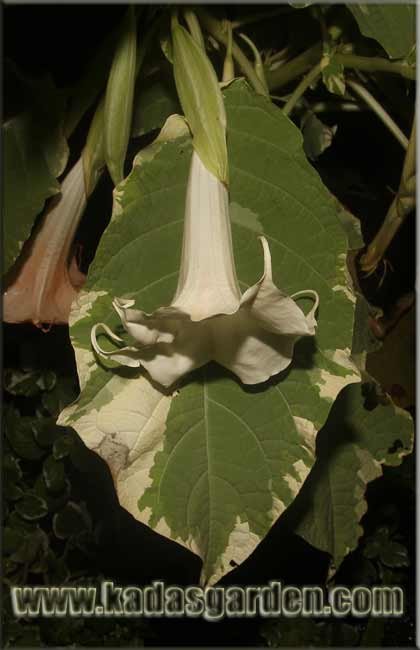 Brugmansia candida - Variegated Angel's Trumpet