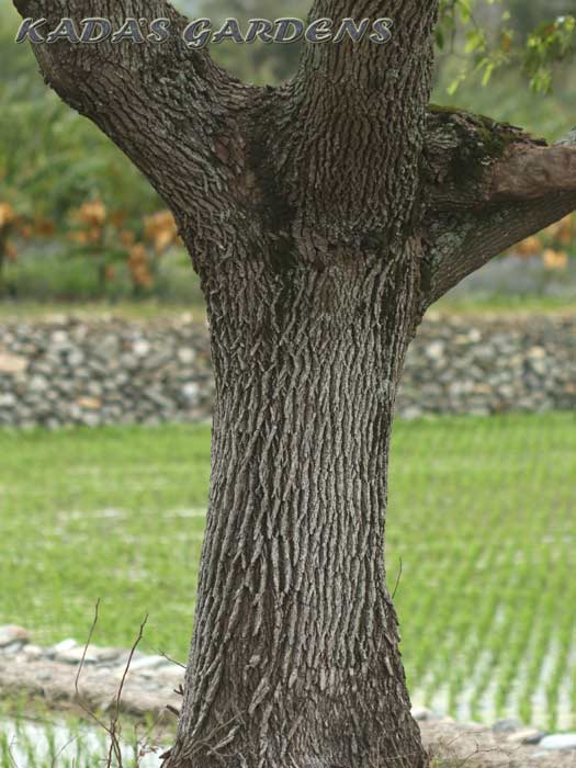 Camphor Tree - Camphora officinarum 