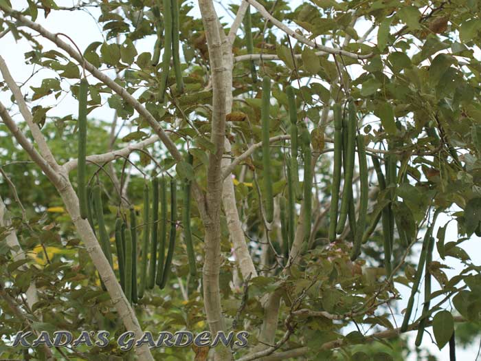 Golden Shower Tree - Cassia fistula 