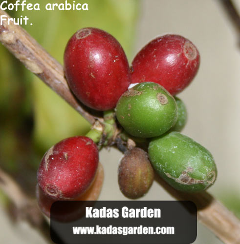 Coffea arabica ~ Coffee