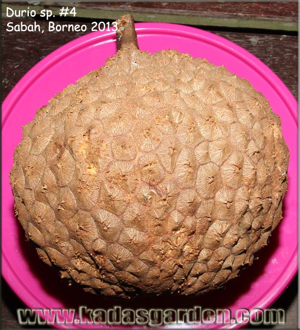  An unripe Durio species from Borneo.  