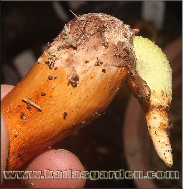  Durian seed starts growing tap root.  