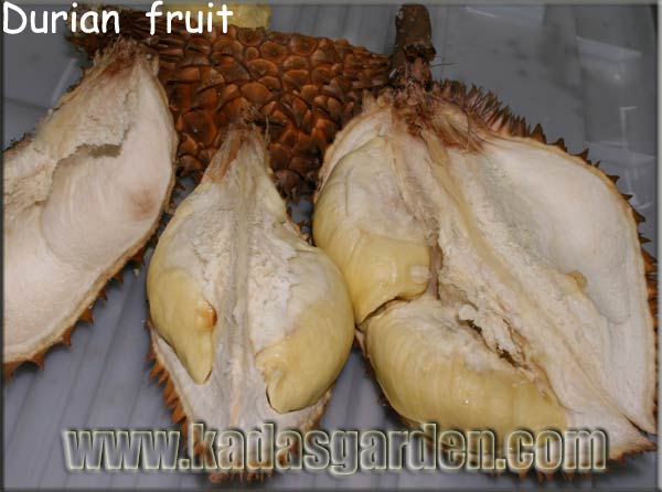 Durian - Durio zibethinus 