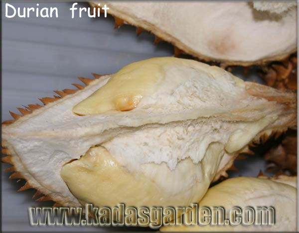 Durian - Durio zibethinus 