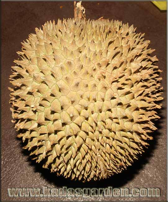 Durio sp. ~ Durian