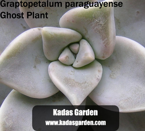 Graptopetalum paraguayense ~ Ghost Plant