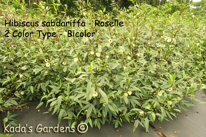 Hibiscus sabdariffa ~ Roselle