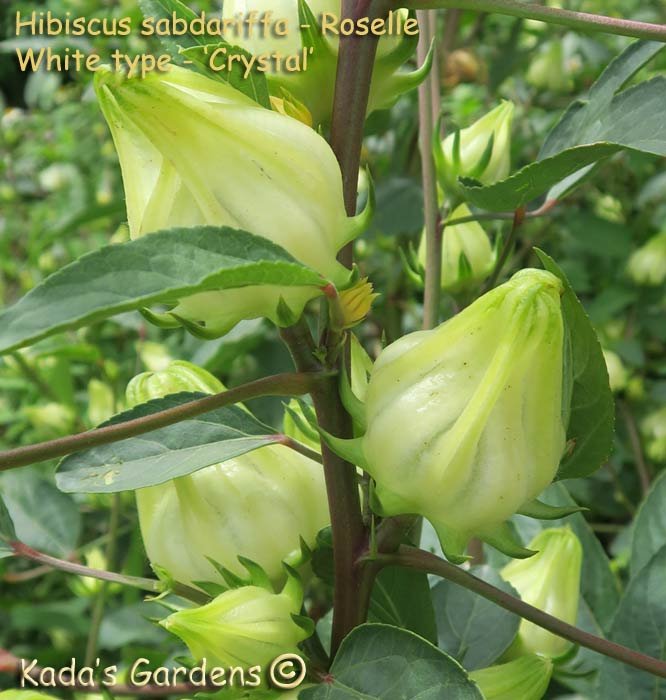 Roselle : Hibiscus sabdariffa