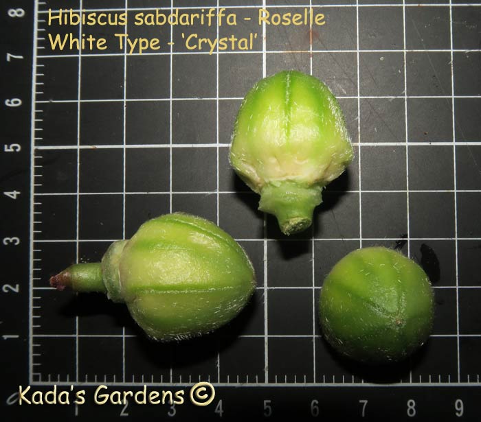 Hibiscus sabdariffa ~ Roselle