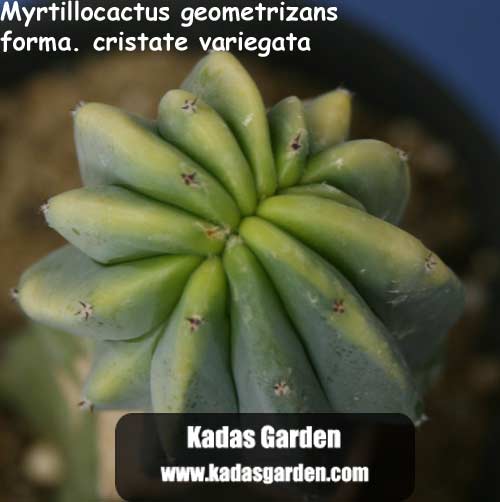 Myrtillocactus geometrizans ~ Blue Myrtle