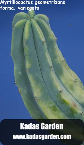 Myrtillocactus geometrizans ~ Blue Myrtle