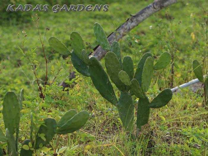Cochineal Cactus - Opuntia cochenillifera 