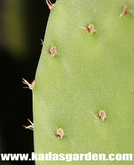 Nopal / Prickly Pear - Opuntia ficus-indica