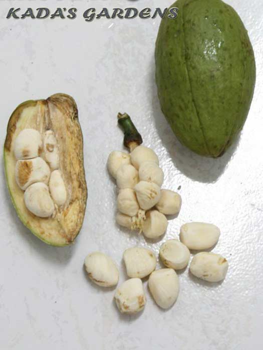 Malabar Chestnut - Pachira glabrum 