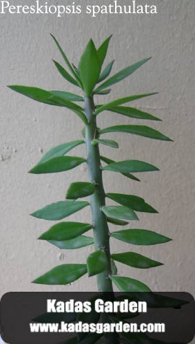 Pereskiopsis - Pereskiopsis spathulata 