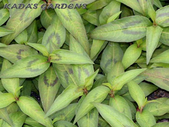 Laksa Leaf - Persicaria odorata 