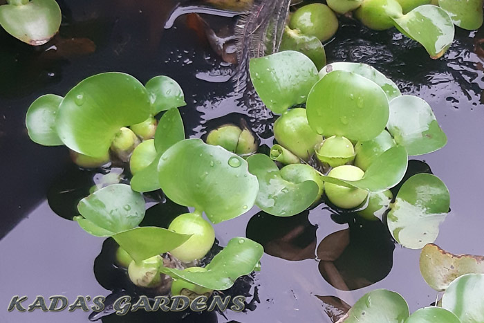 Pontederia crassipes - Water Hyacinth