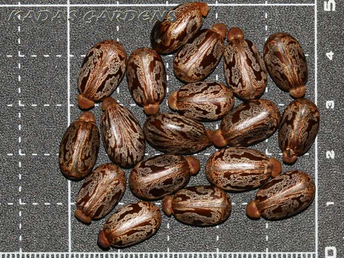 Castor Bean - Ricinus communis 