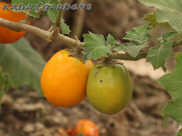 Hairy Eggplant - Solanum ferox 