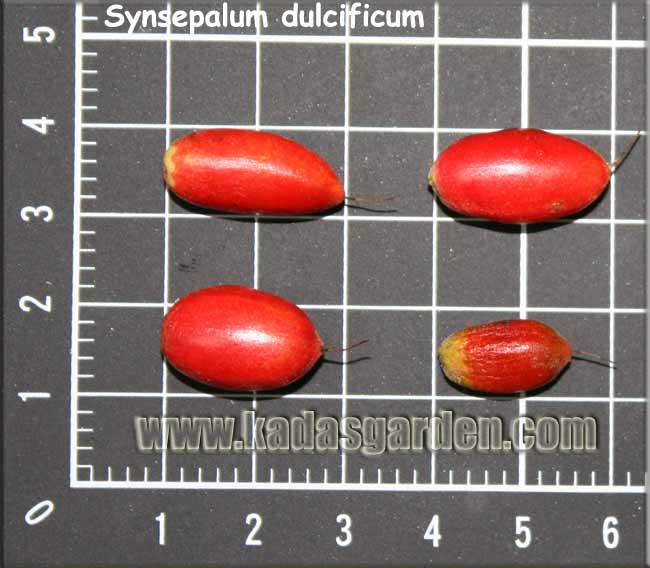  Synsepalum dulcificum - Miracle Fruit 