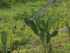 Prickly Pear - Opuntia cochenillifera  
