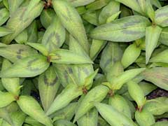 Laksa Leaf - Persicaria odorata 