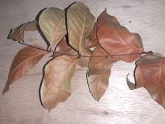 Mahogany - Swietenia macrophylla