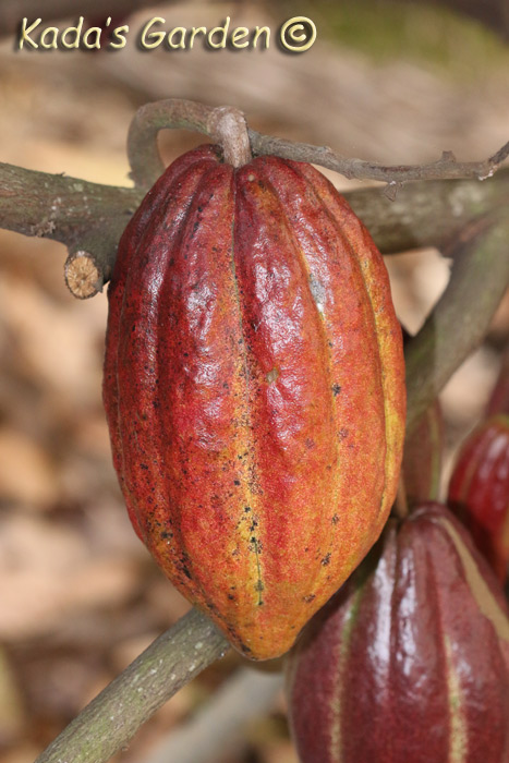  Theobroma cacao - Cacao  