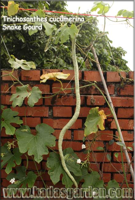  Trichosanthes cucumerina - Snake Gourd 