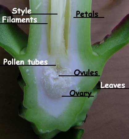 Hylocereus undatus flower cross section showing ovary, ovules, leaves and base of filaments and style.