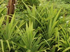 Pandan - Pandanus amaryllifolius 